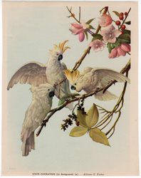 vintage and antique bird prints